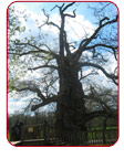 guillotin oak